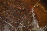 Polished Dinosaur Bone (Gembone) Section - Utah #151473-1
